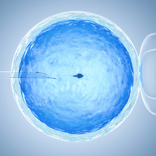 embryo image Blue embryo