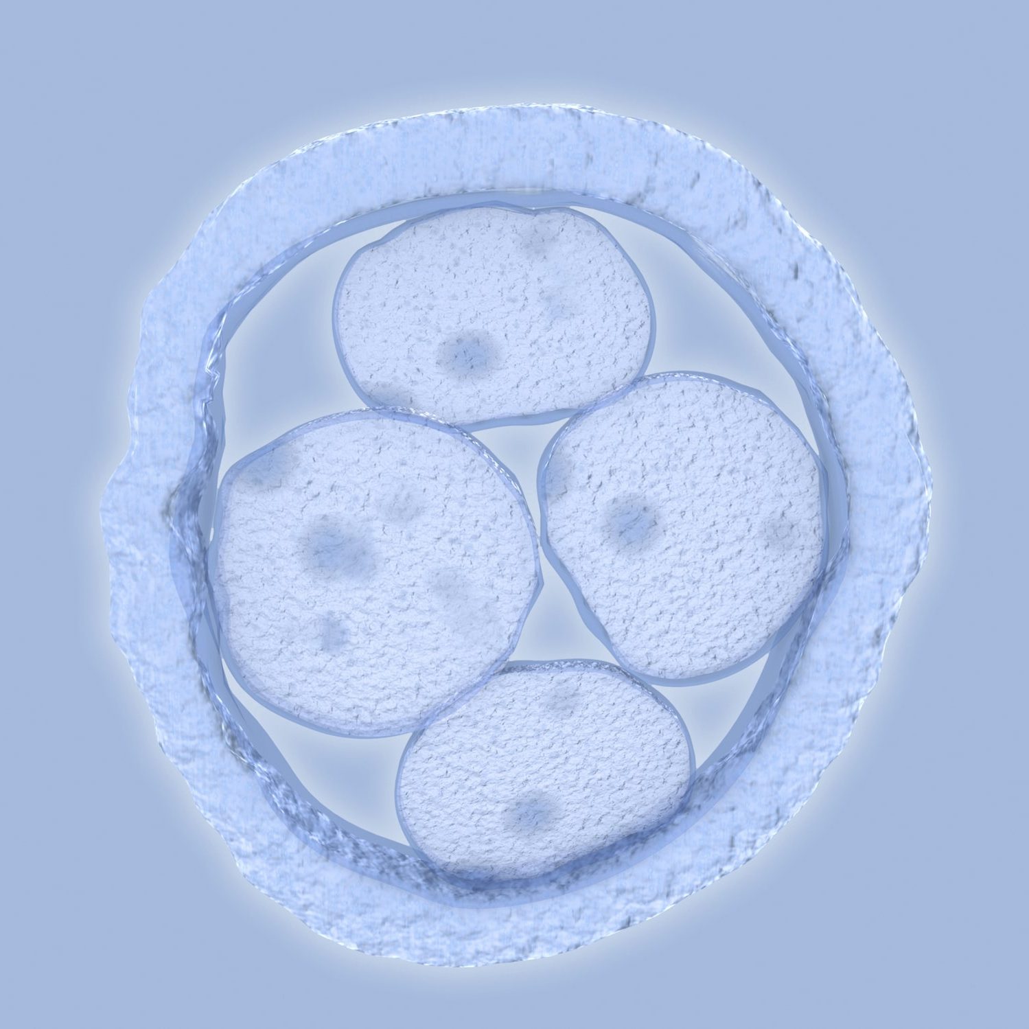 Human Embryo, Artwork Artwork of a human embryo with four cells.