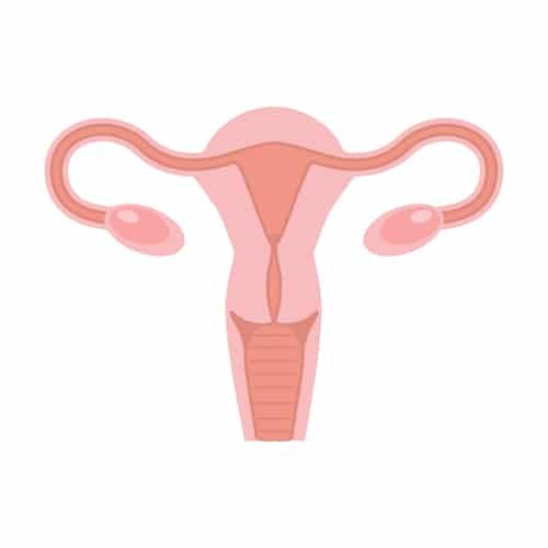 Human Uterus Illustration Ovulatory Disorders